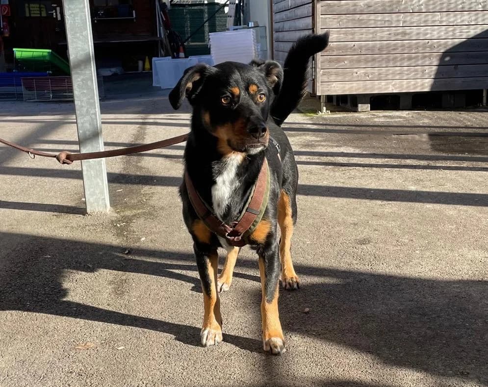 Buddy, male 6yo Mixed Breed for adoption at Tierheim Linz, Linz
