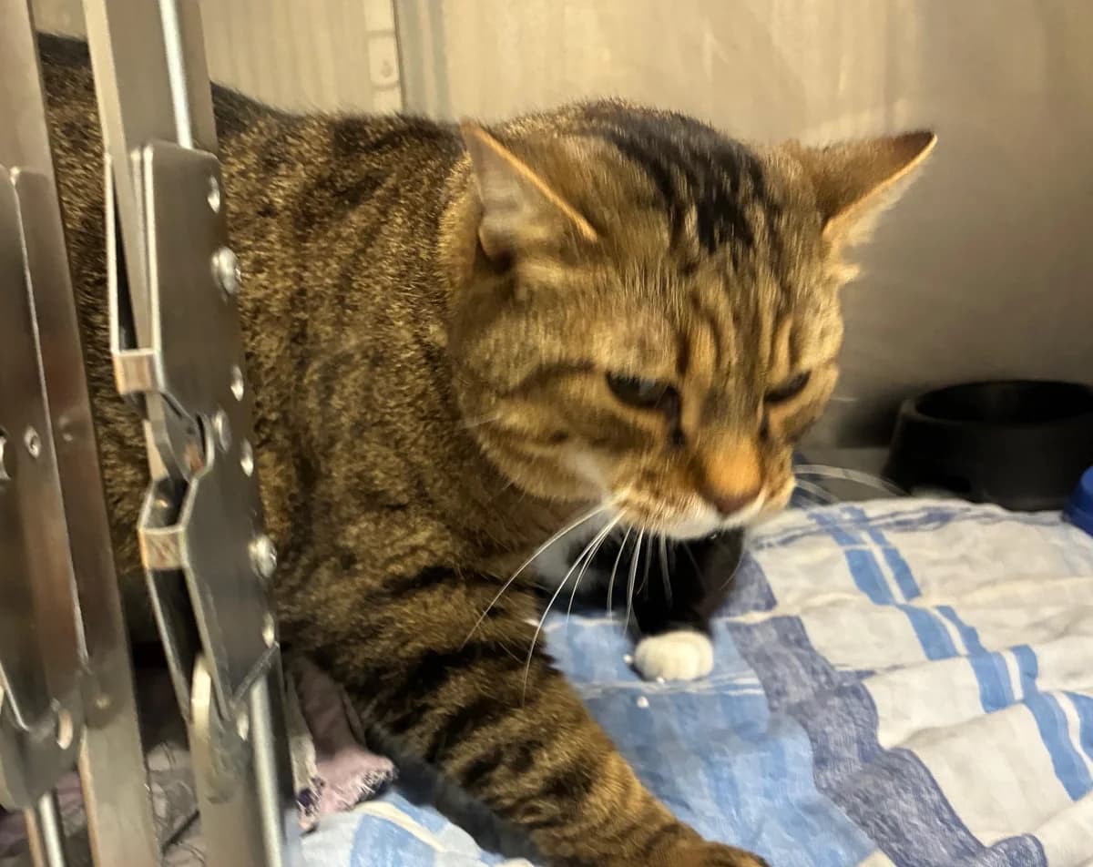 Jimmy, male senior mixed breed for adoption at Tierheim Linz, Linz