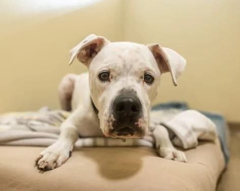 Pablo, male senior Dogo Argentino for adoption at Tierheim Linz, Linz