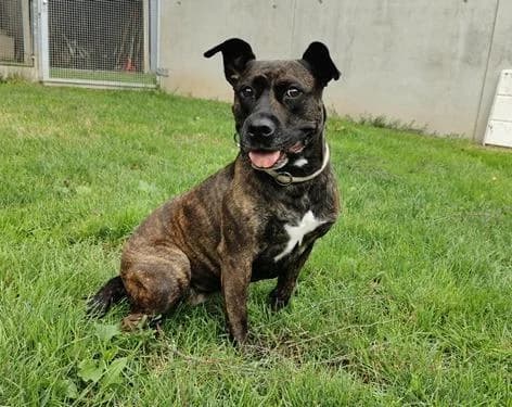 Honey, female senior Mixed Breed for adoption at Tierheim Linz, Linz