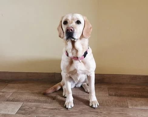 Luna, female senior Labrador Retriever for adoption at Tierheim Linz, Linz