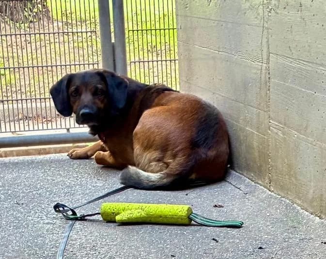 Rudi, male 6yo Mixed Breed for adoption at Tierheim Linz, Linz