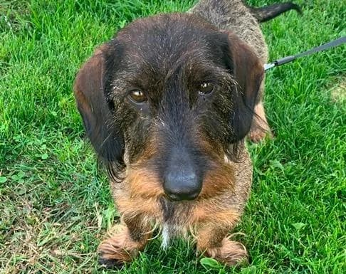 Bodo, male senior Dachshund for adoption at Tierheim Linz, Linz