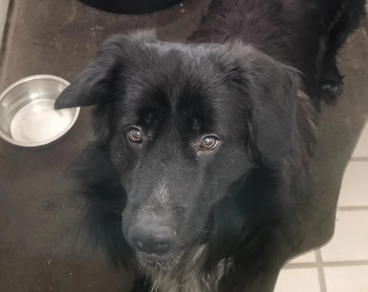 Charly, male 6yo Mixed Breed for adoption at Tierheim Linz, Linz