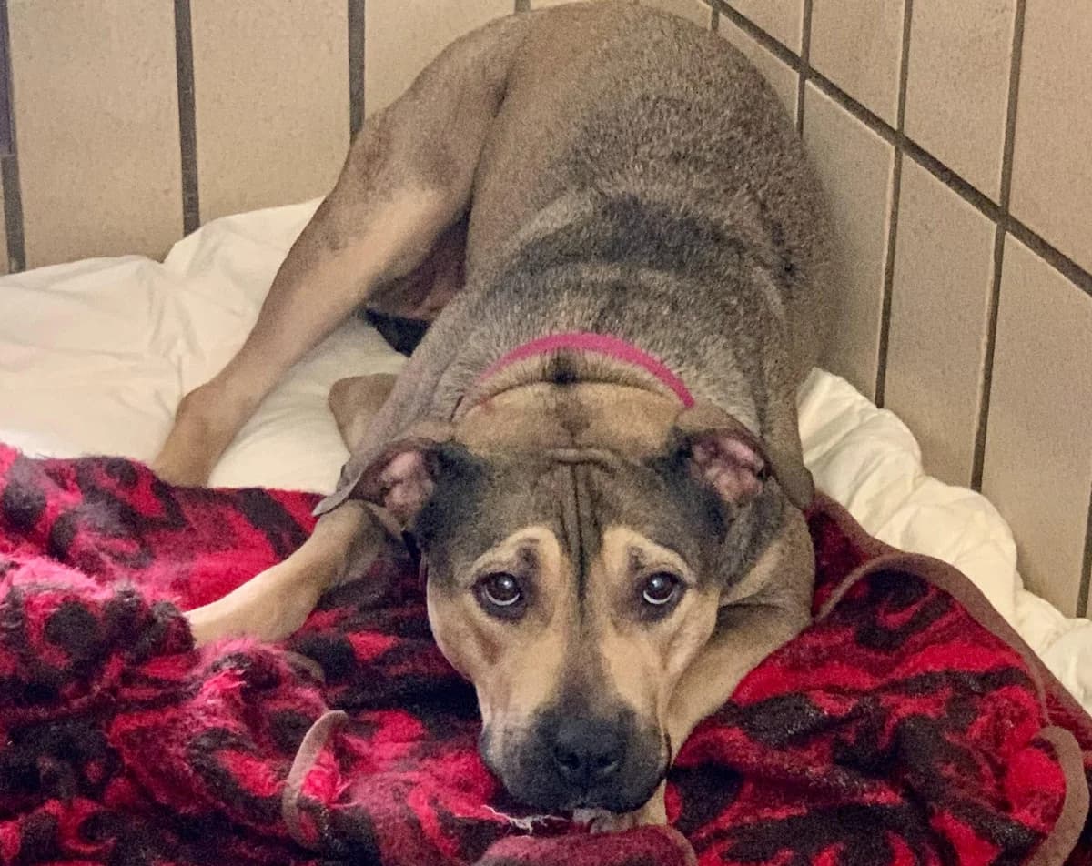 Brooklyn, female 5yo Pit Bull Terrier for adoption at Tierheim Linz, Linz
