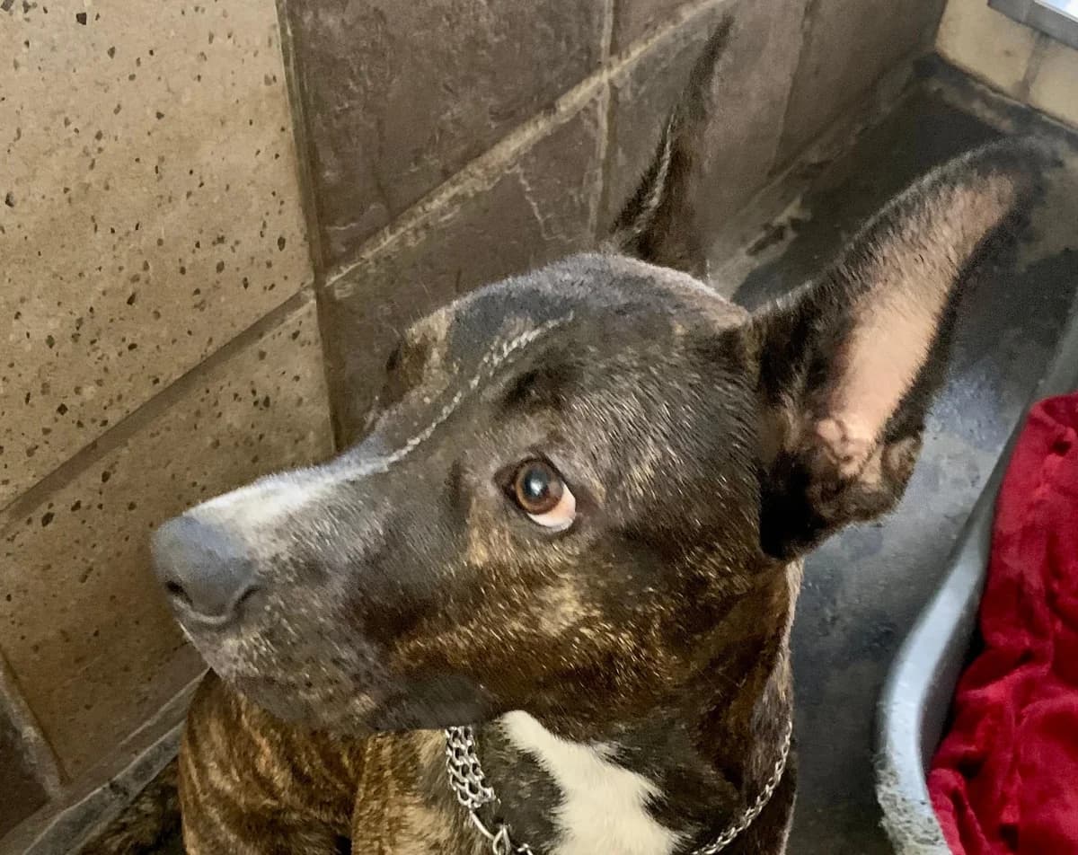 Churro, male 3yo American Staffordshire Terrier for adoption at Tierheim Linz, Linz