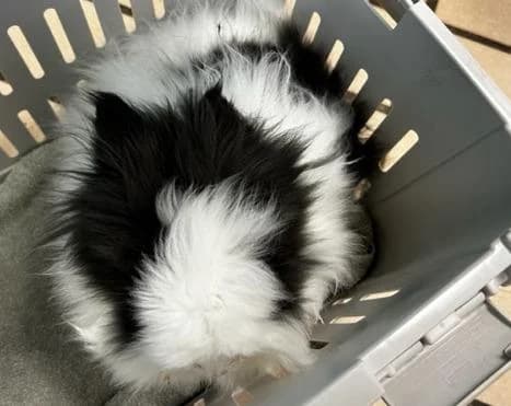 Bubu, male 4yo mixed breed for adoption at Tierheim Linz, Linz