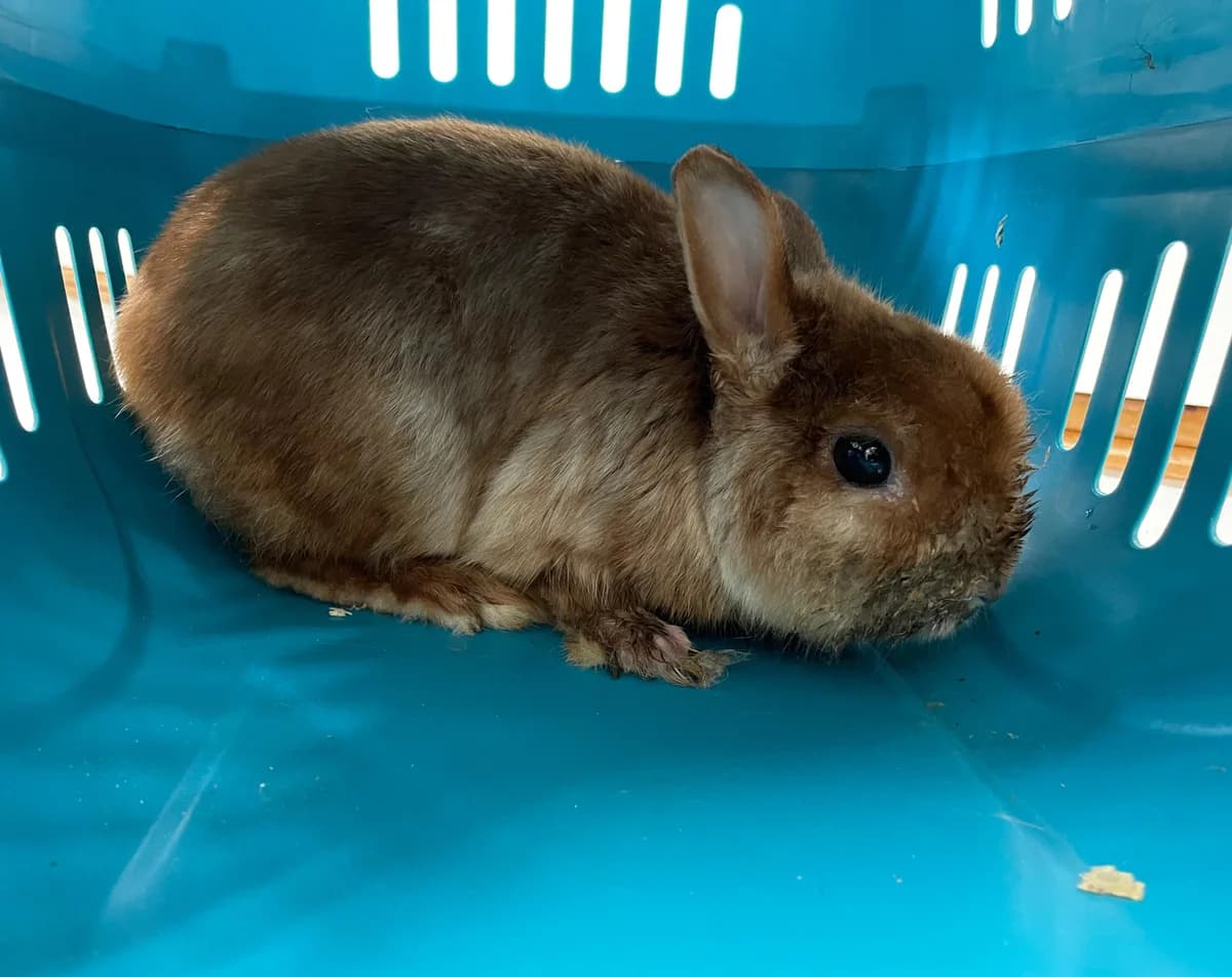 Zwergerl, female 6yo mixed breed for adoption at Tierheim Linz, Linz
