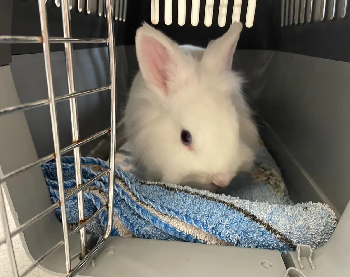Snowy, female 5yo mixed breed for adoption at Tierheim Linz, Linz