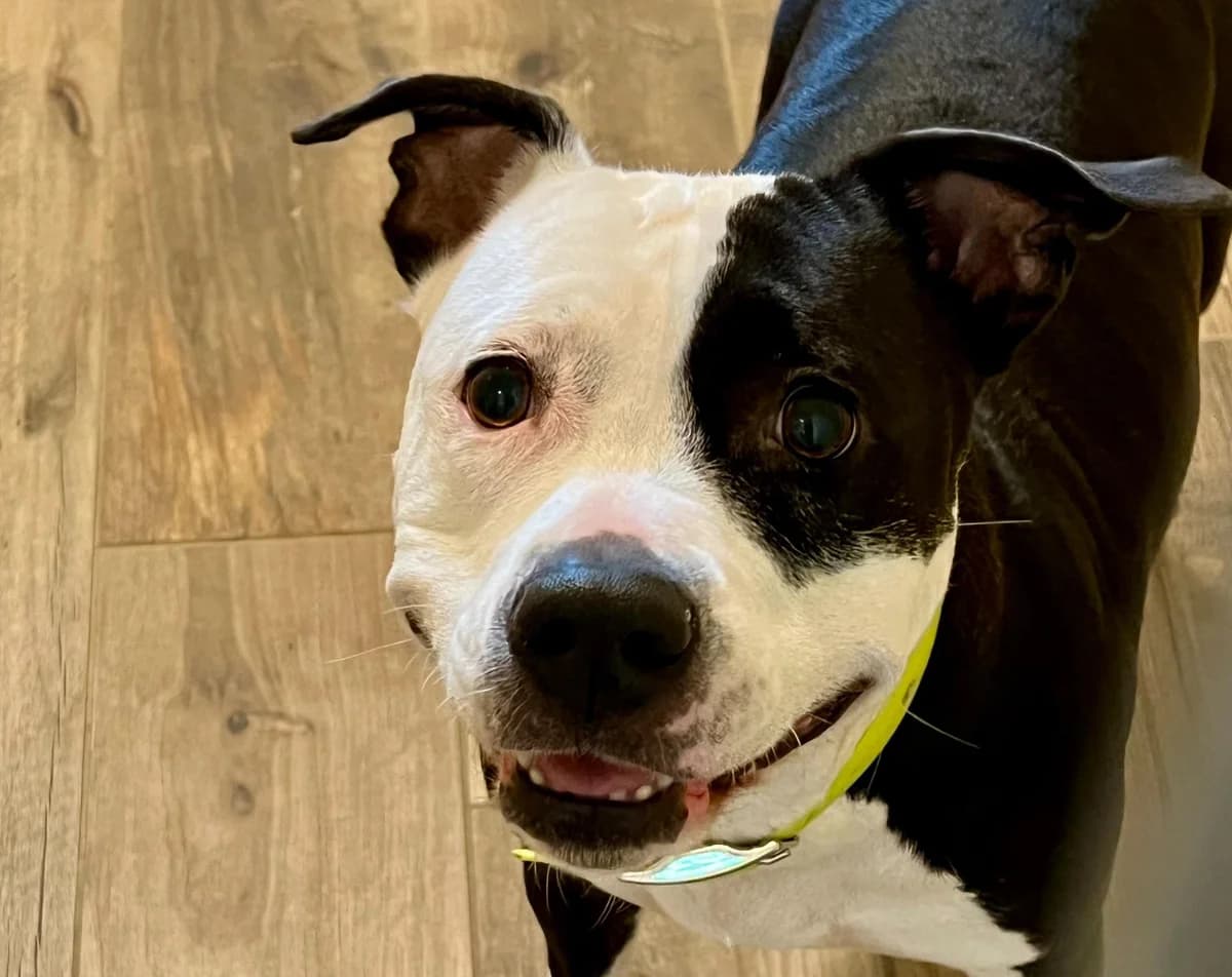 Suna, female 4yo American Staffordshire Terrier for adoption at Tierheim Linz, Linz