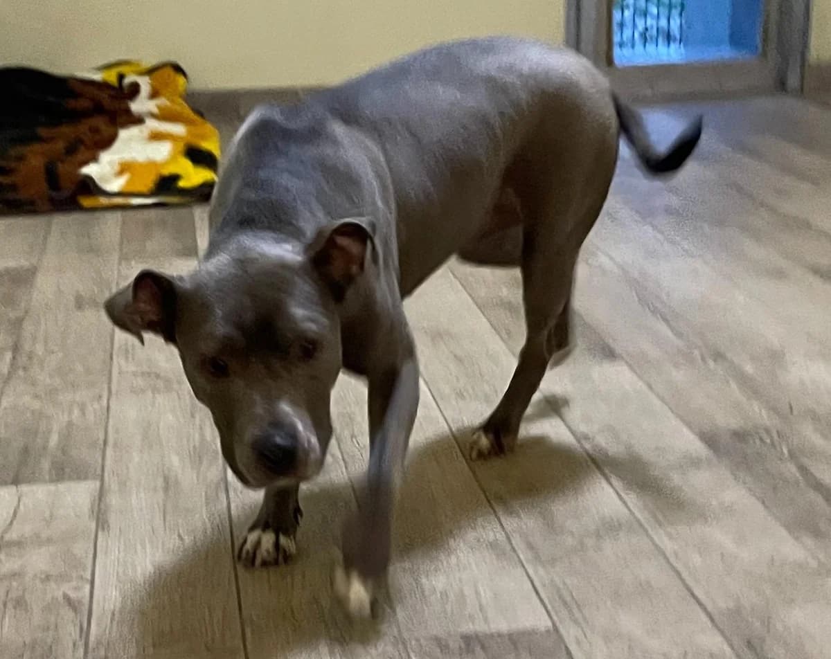 Safira, female senior Pit Bull Terrier for adoption at Tierheim Linz, Linz