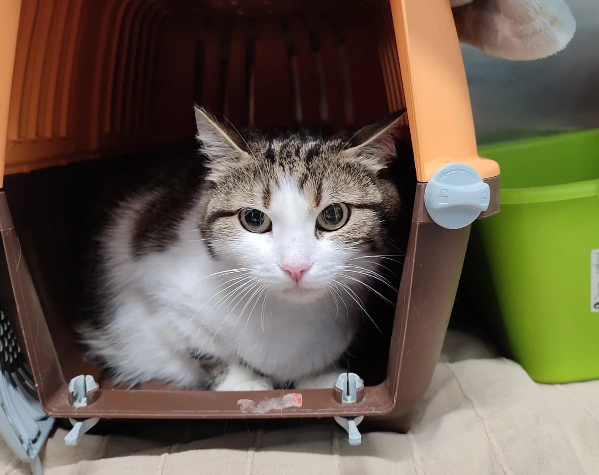 Abigail, female senior mixed breed for adoption at Tierheim Linz, Linz