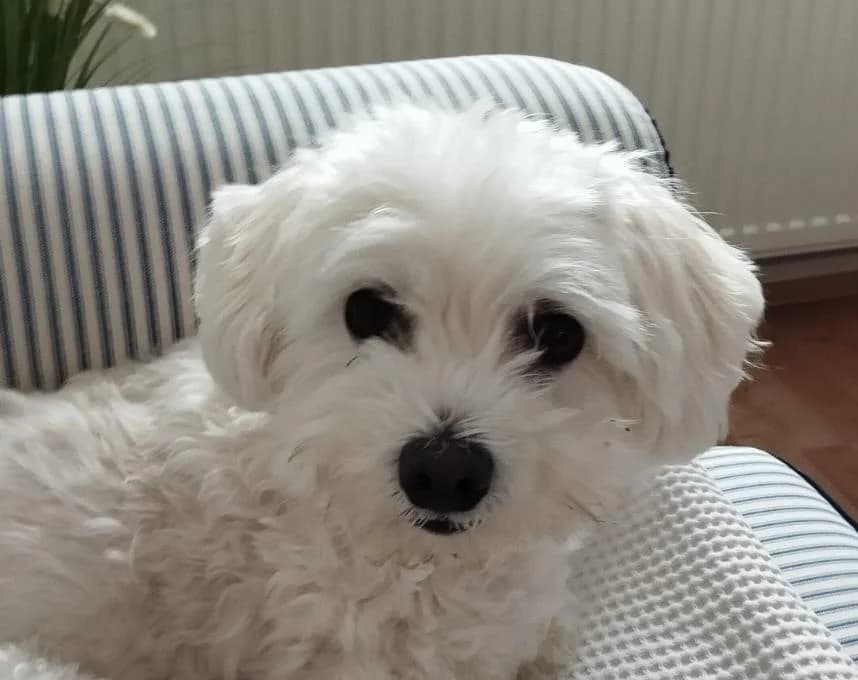 Boni, male 7yo Maltese for adoption at Tierheim Linz, Linz