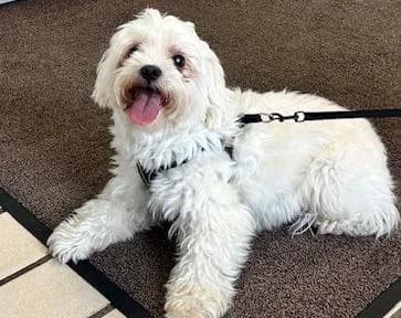 Coco, male senior Maltese for adoption at Tierheim Linz, Linz
