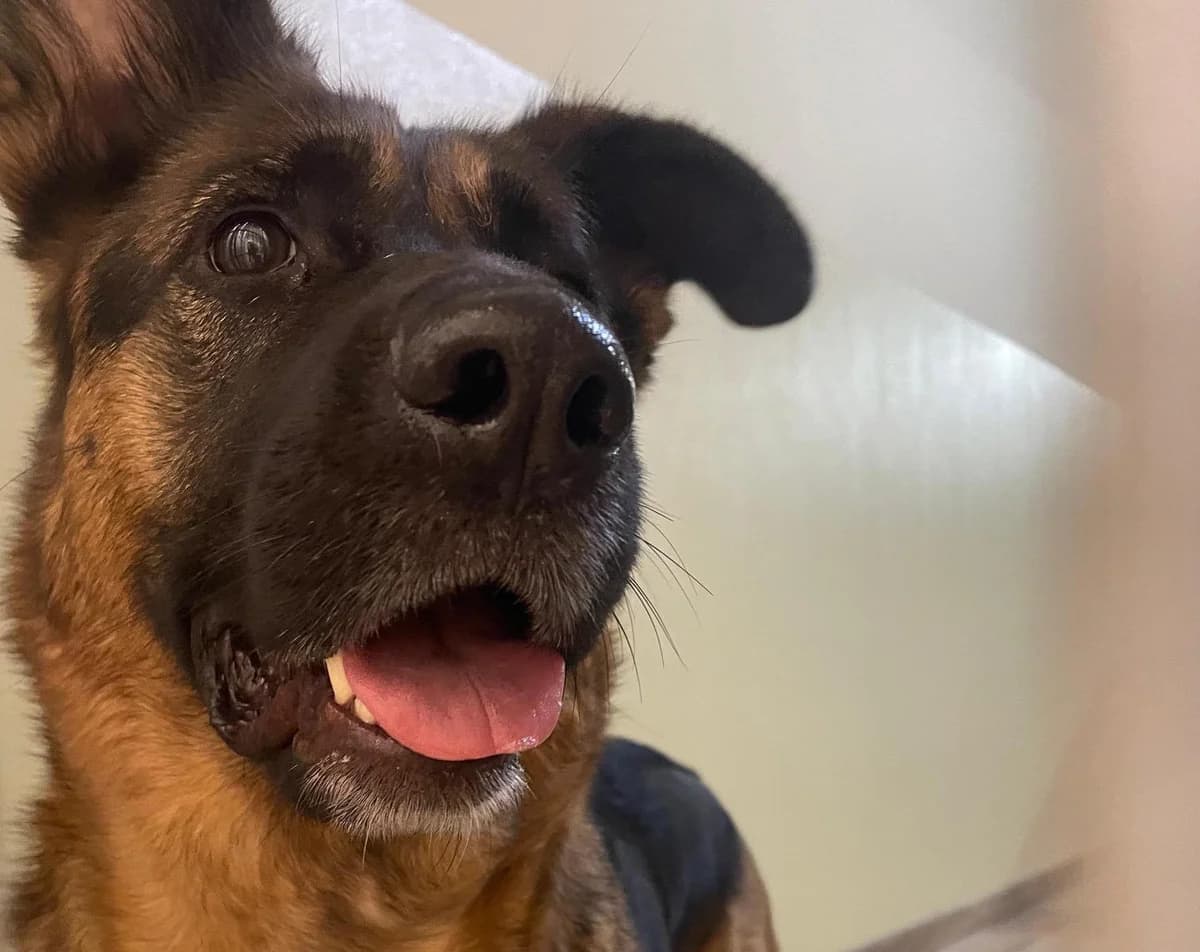 Octavia, female 5yo German Shepherd for adoption at Tierheim Linz, Linz