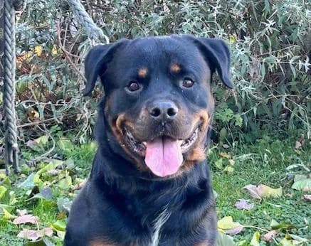 Chicco, male senior Rottweiler for adoption at Tierheim Linz, Linz