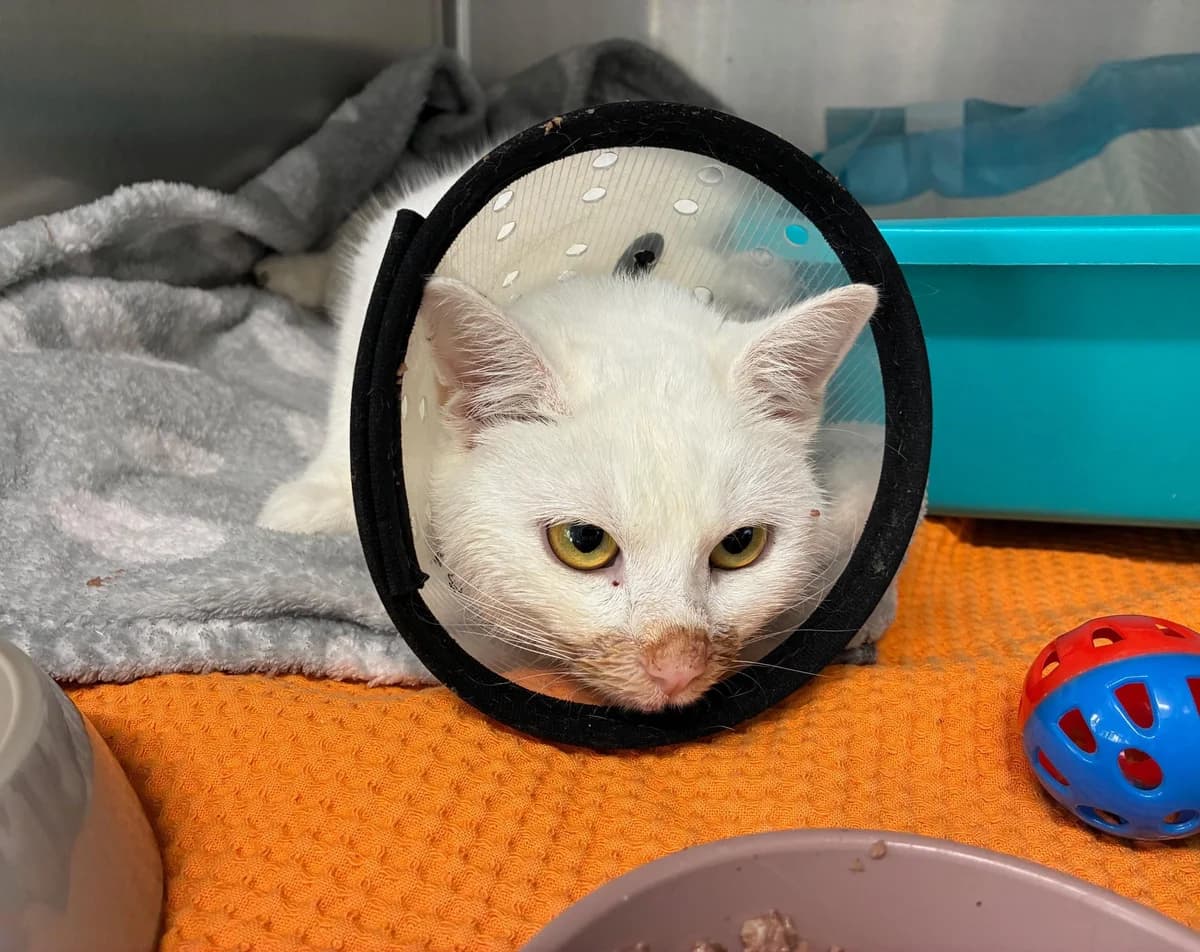 Frodo, unknown male Maine Coon for adoption at Tierheim Linz, Linz