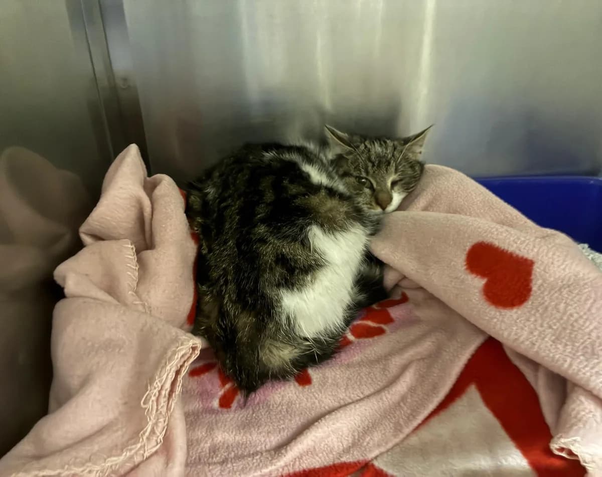 Frodo, male senior Maine Coon for adoption at Tierheim Linz, Linz