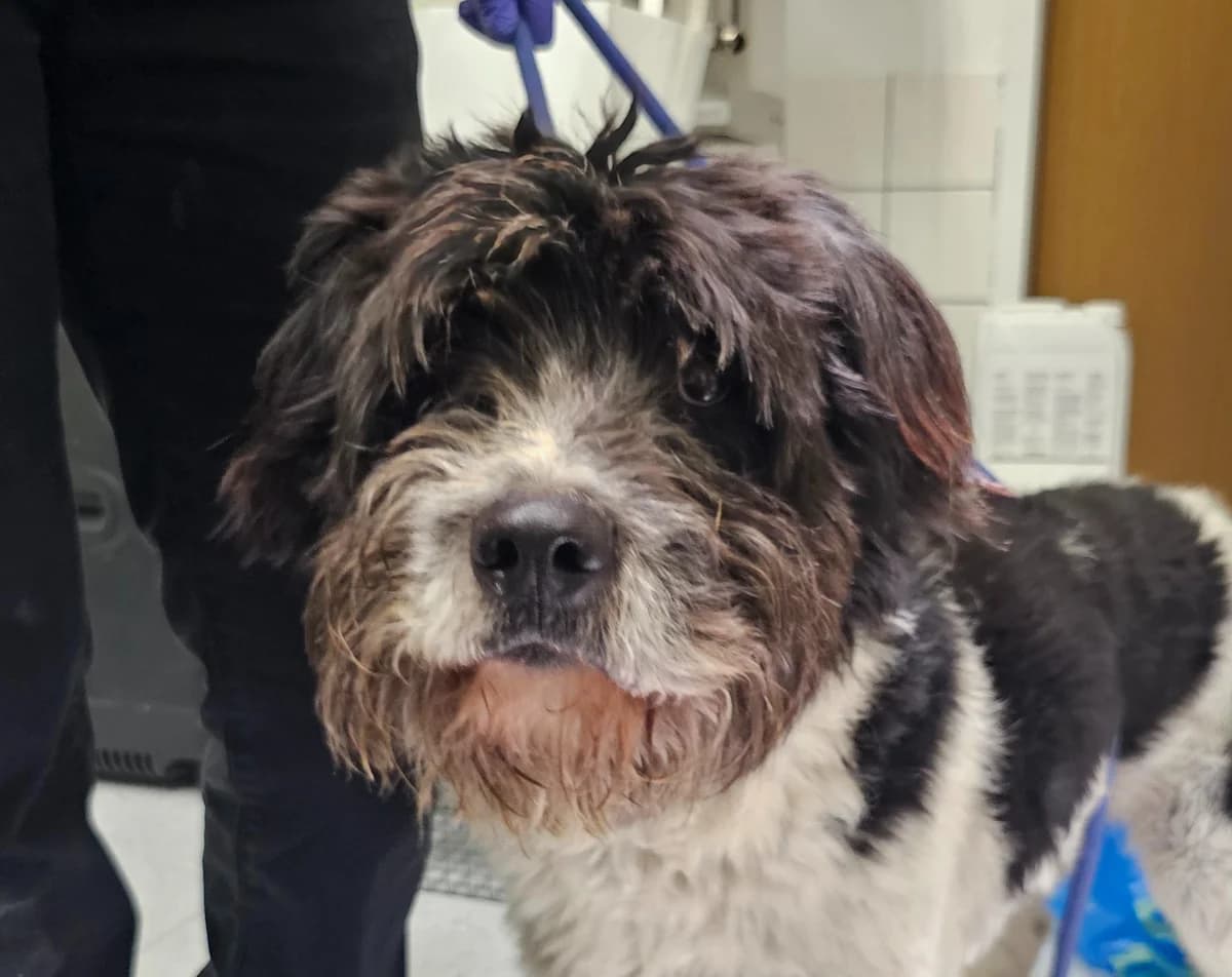 Lucky, male senior Shetland Sheepdog for adoption at Tierheim Linz, Linz