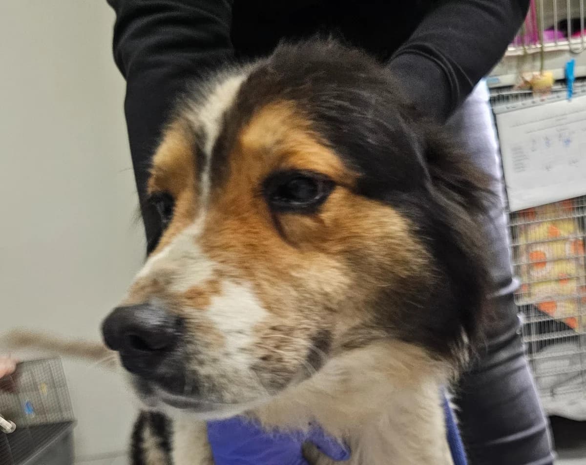 Karli, male senior Bernese Mountain Dog for adoption at Tierheim Linz, Linz