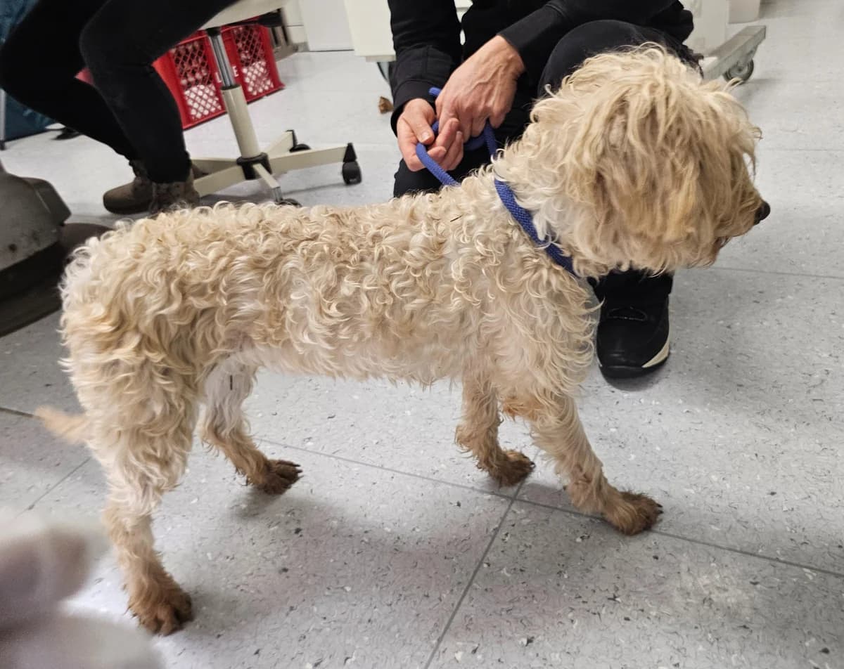 Sissy, female 5yo Poodle for adoption at Tierheim Linz, Linz