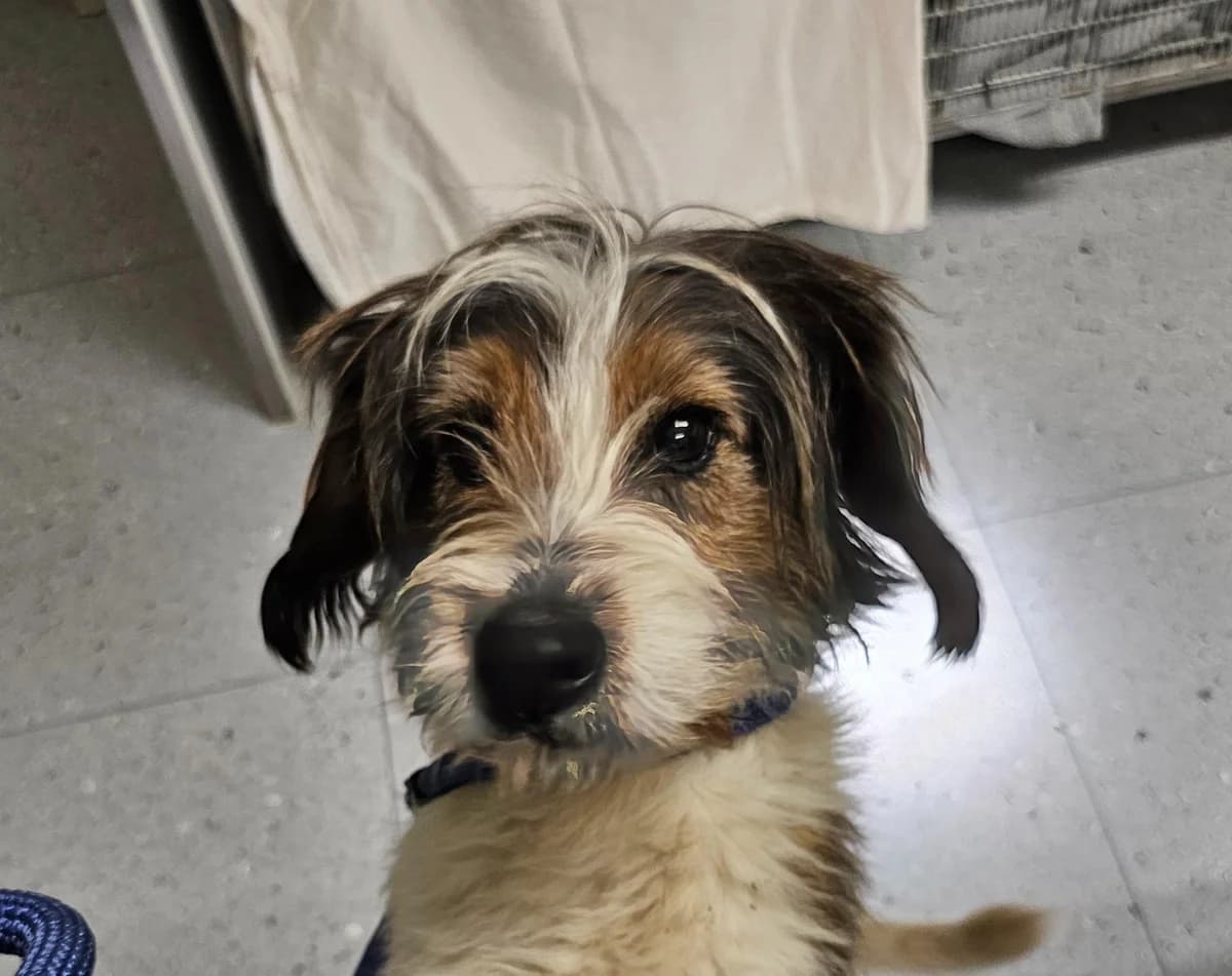 Struppi, male senior Mixed Breed for adoption at Tierheim Linz, Linz