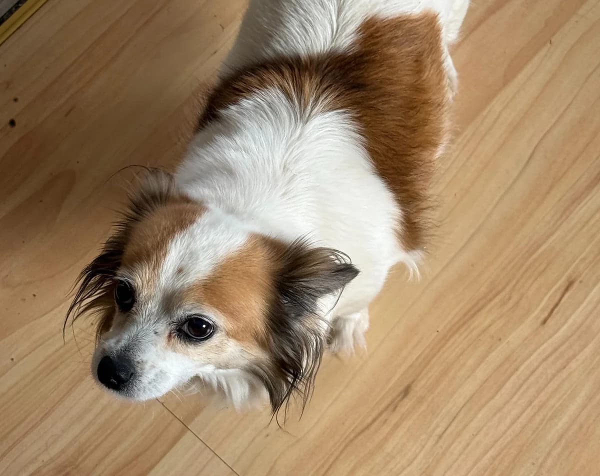 Cindy, female senior Chihuahua for adoption at Tierheim Linz, Linz