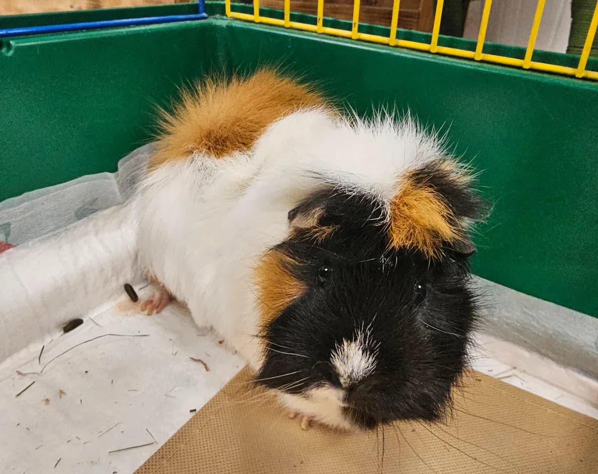 Afra, female mixed breed for adoption at Tierheim Linz, Linz