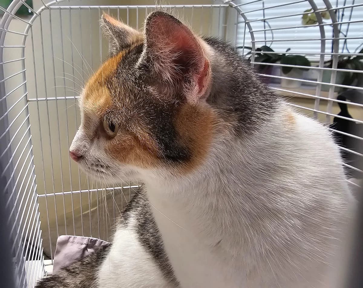 Shizuka, female young mixed breed for adoption at Tierheim Linz, Linz