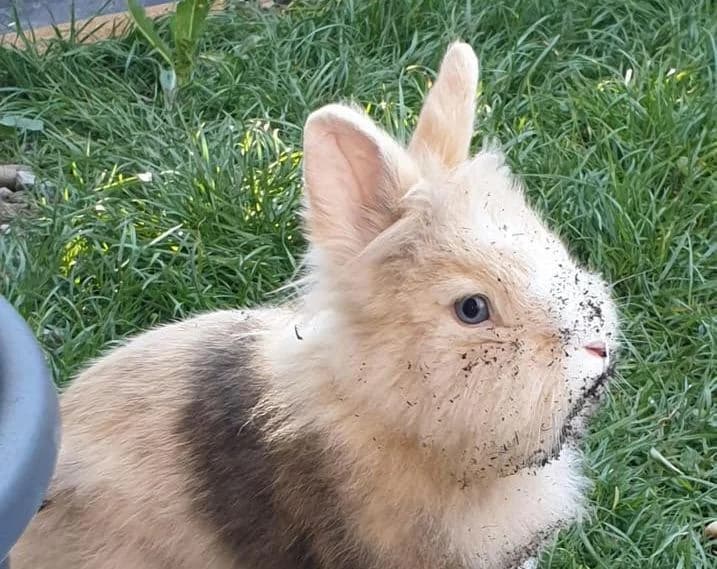 Bubu, male 4yo Degu for adoption at Tierheim Linz, Linz