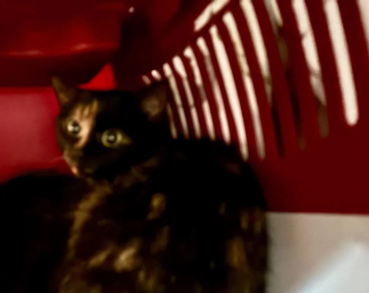 Frankie,  (Tierheim Linz)