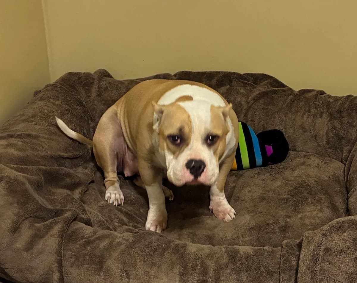 Luna, female young American Bully for adoption at Tierheim Linz, Linz
