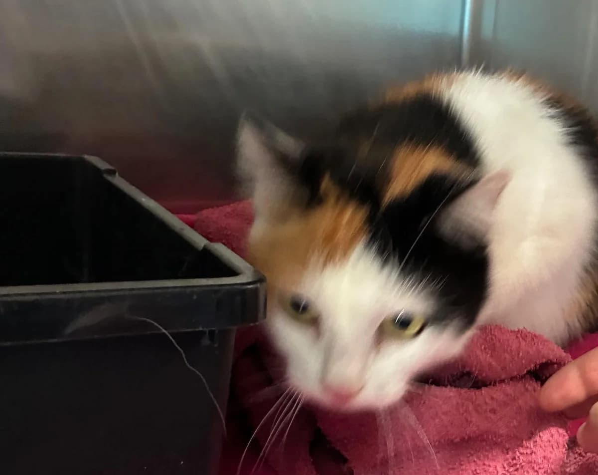 Lucy, female 3yo mixed breed for adoption at Tierheim Linz, Linz