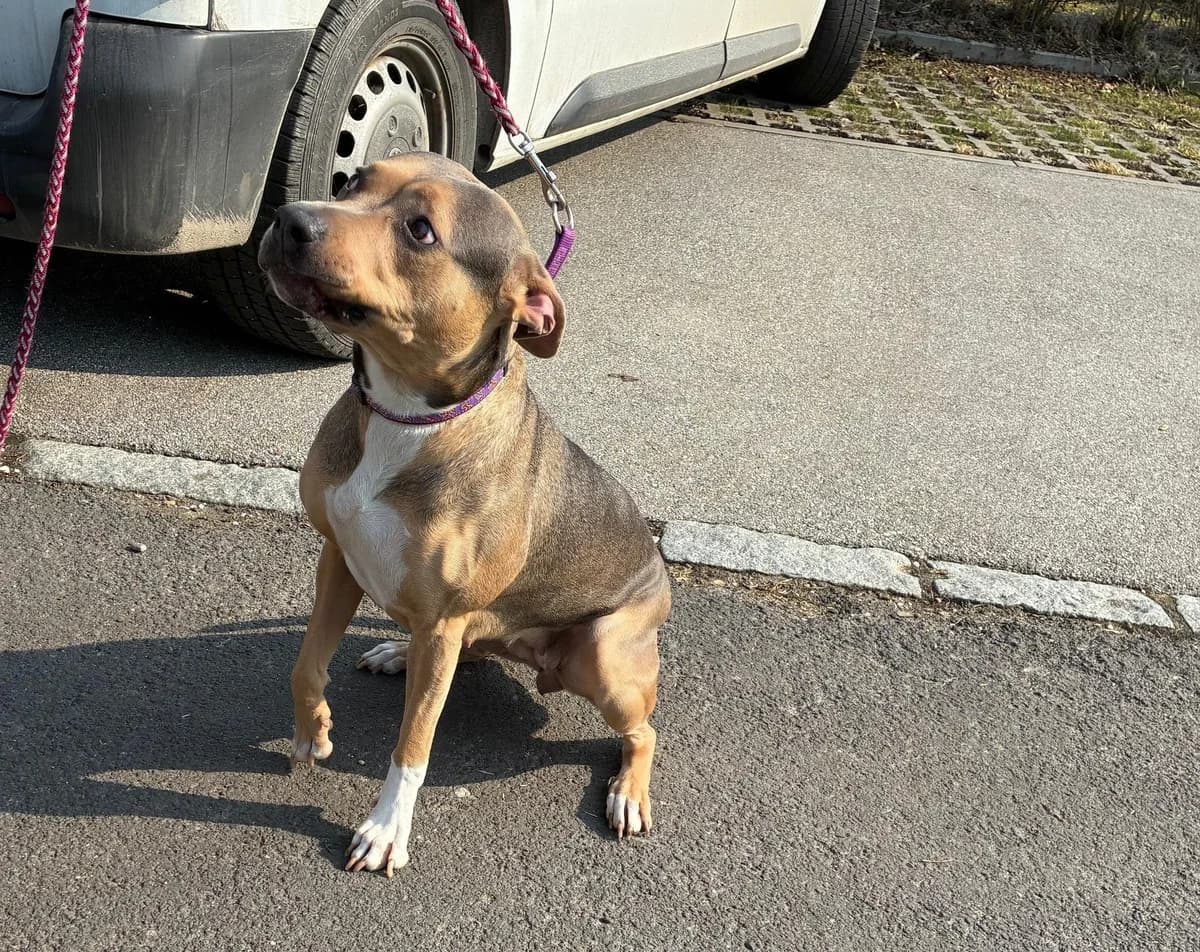 Karma, female young Pit Bull Terrier for adoption at Tierheim Linz, Linz