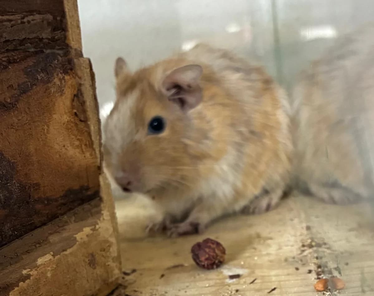 Toffee, male young Degu for adoption at Tierheim Linz, Linz