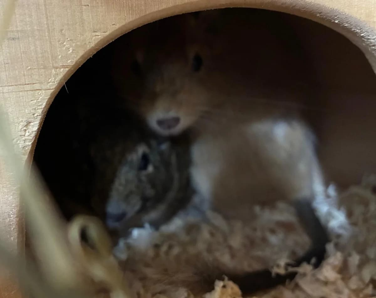 Nougat, female young Degu for adoption at Tierheim Linz, Linz