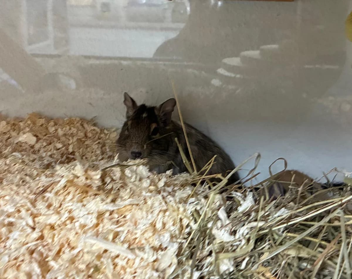 Karamell, female young Degu for adoption at Tierheim Linz, Linz