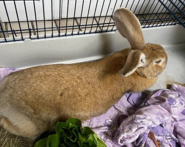 Amarela, female 3yo mixed breed for adoption at Tierheim Linz, Linz