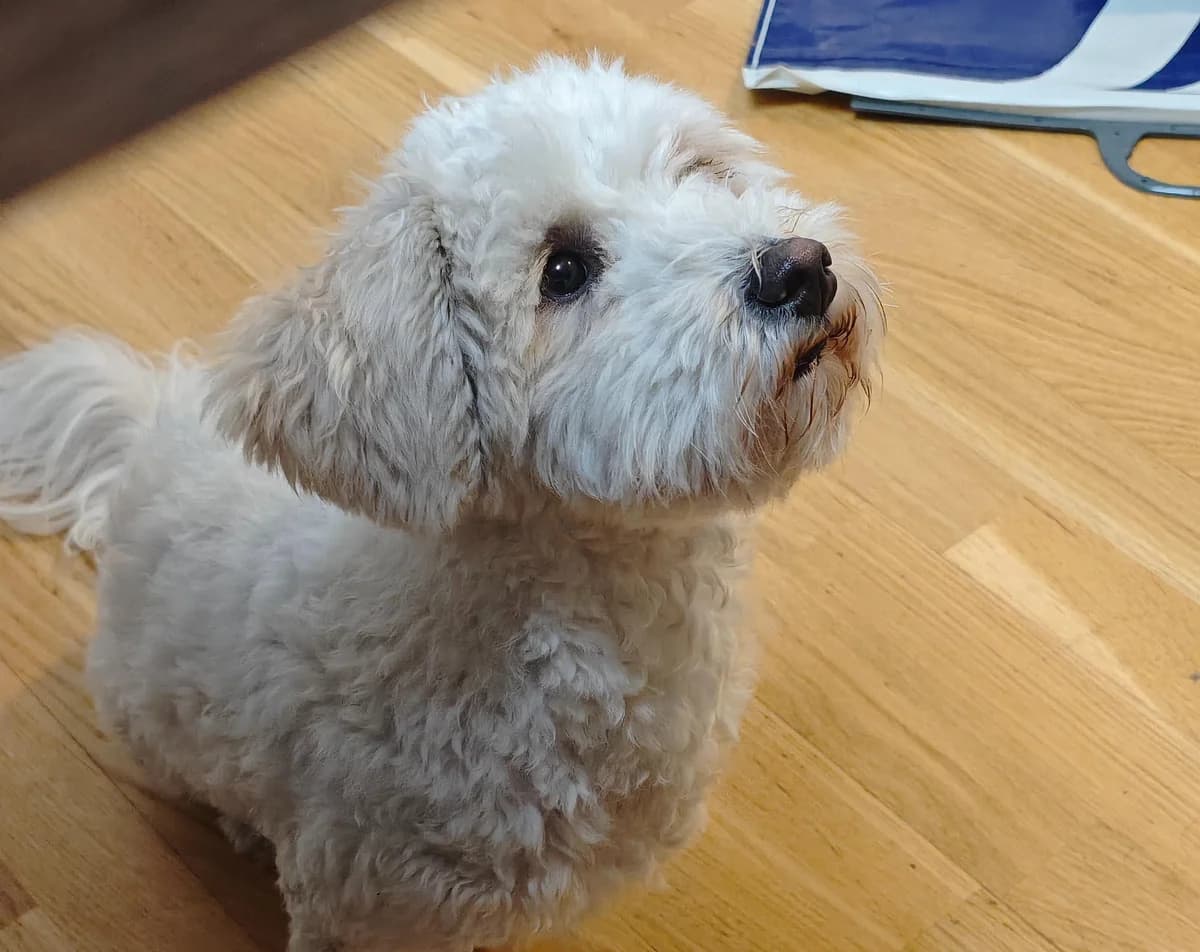 Lola, female young Maltese for adoption at Tierheim Linz, Linz