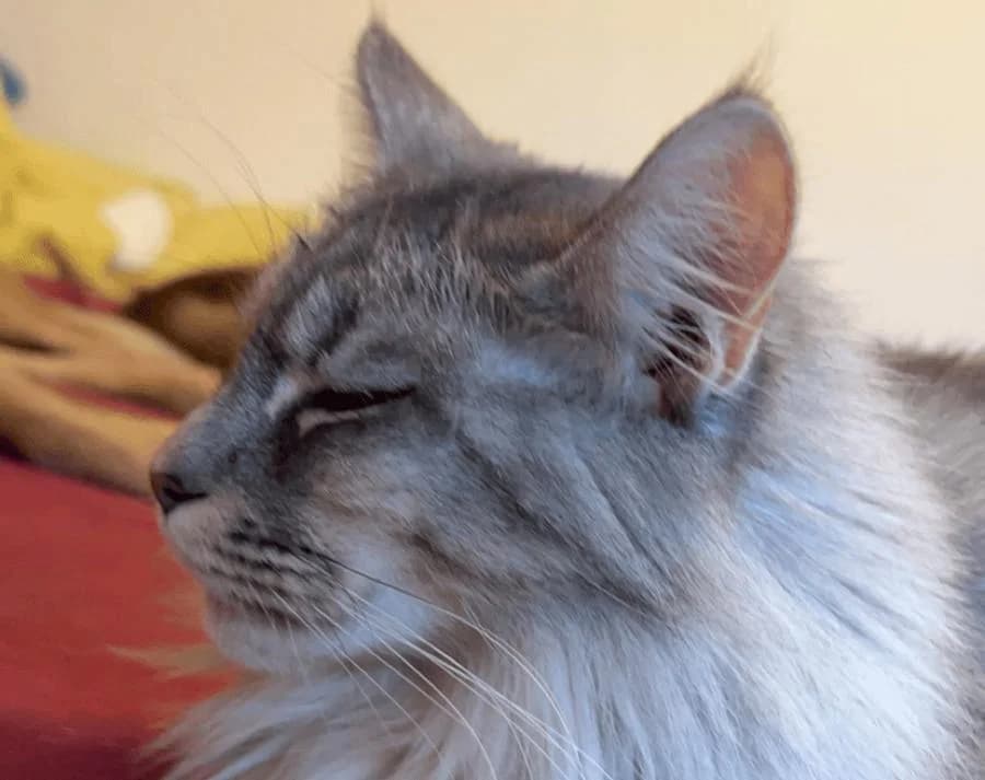 Coonie, female 7yo Maine Coon for adoption at Tierheim Linz, Linz