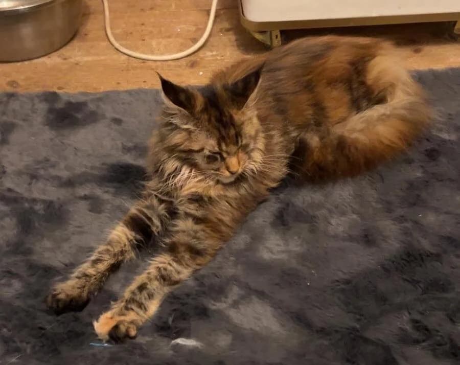Poppy, female 3yo Maine Coon for adoption at Tierheim Linz, Linz
