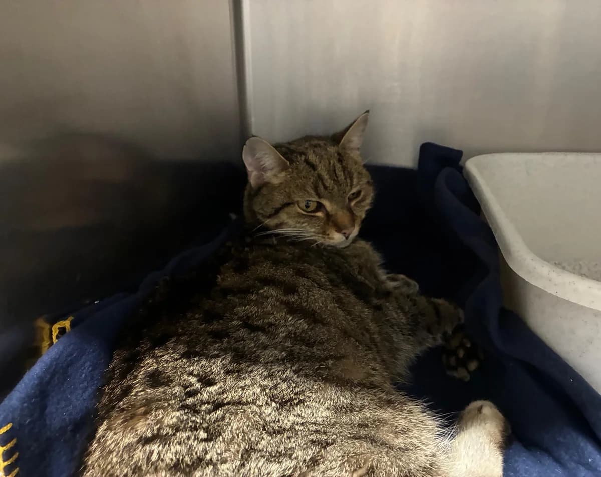 Joschi, male mixed breed for adoption at Tierheim Linz, Linz