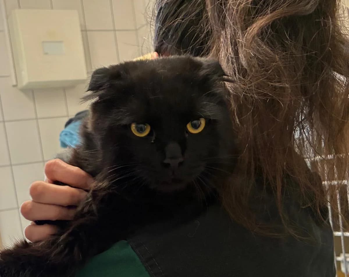 Nox, male young Scottish Fold for adoption at Tierheim Linz, Linz