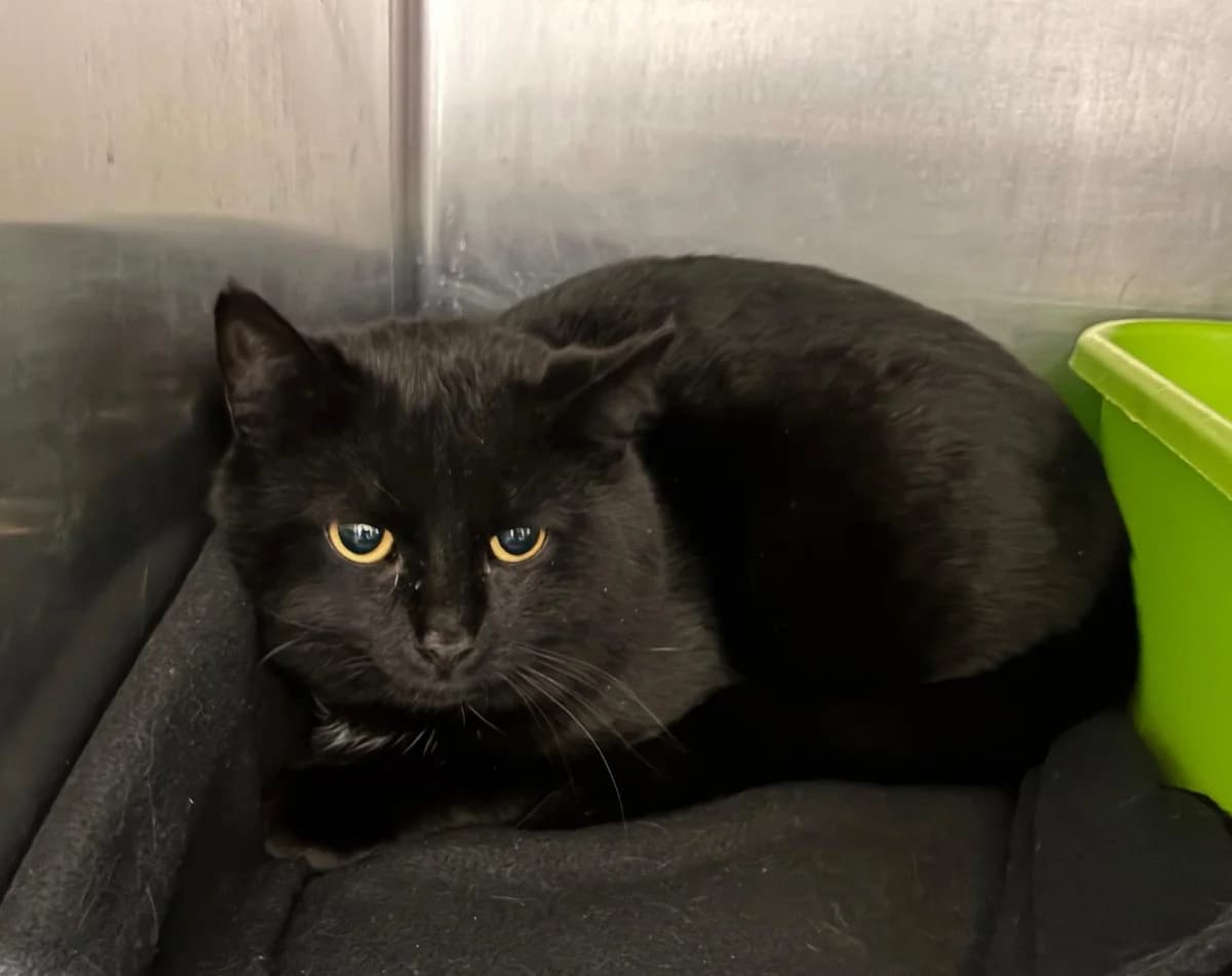 Negroni, male 3yo mixed breed for adoption at Tierheim Linz, Linz
