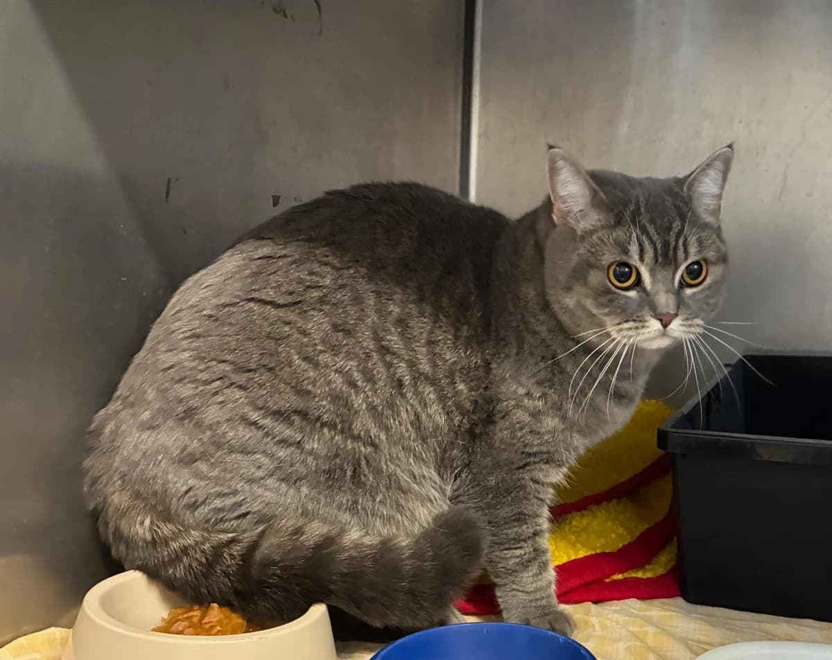 Isidora, female 3yo British Shorthair for adoption at Tierheim Linz, Linz