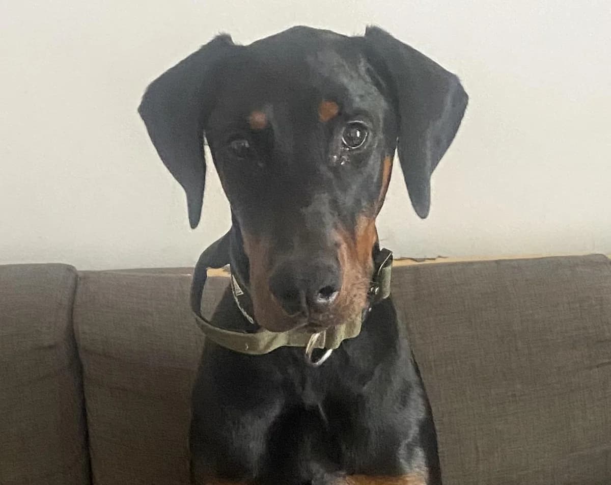 Ludwig, male puppy Doberman for adoption at Tierheim Linz, Linz
