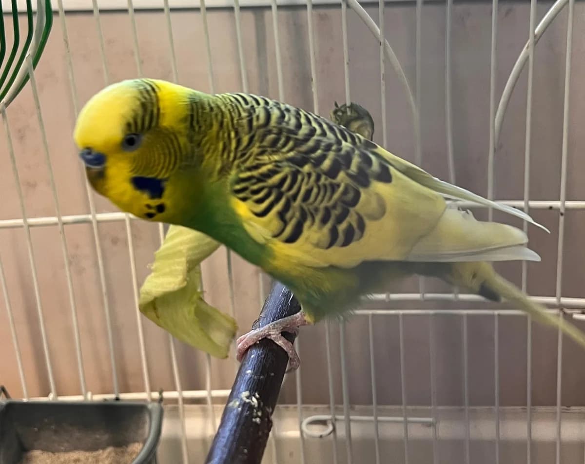 Bubu, male Degu for adoption at Tierheim Linz, Linz