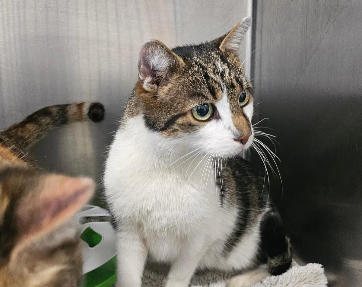 Tiger, male 7yo mixed breed for adoption at Tierheim Linz, Linz