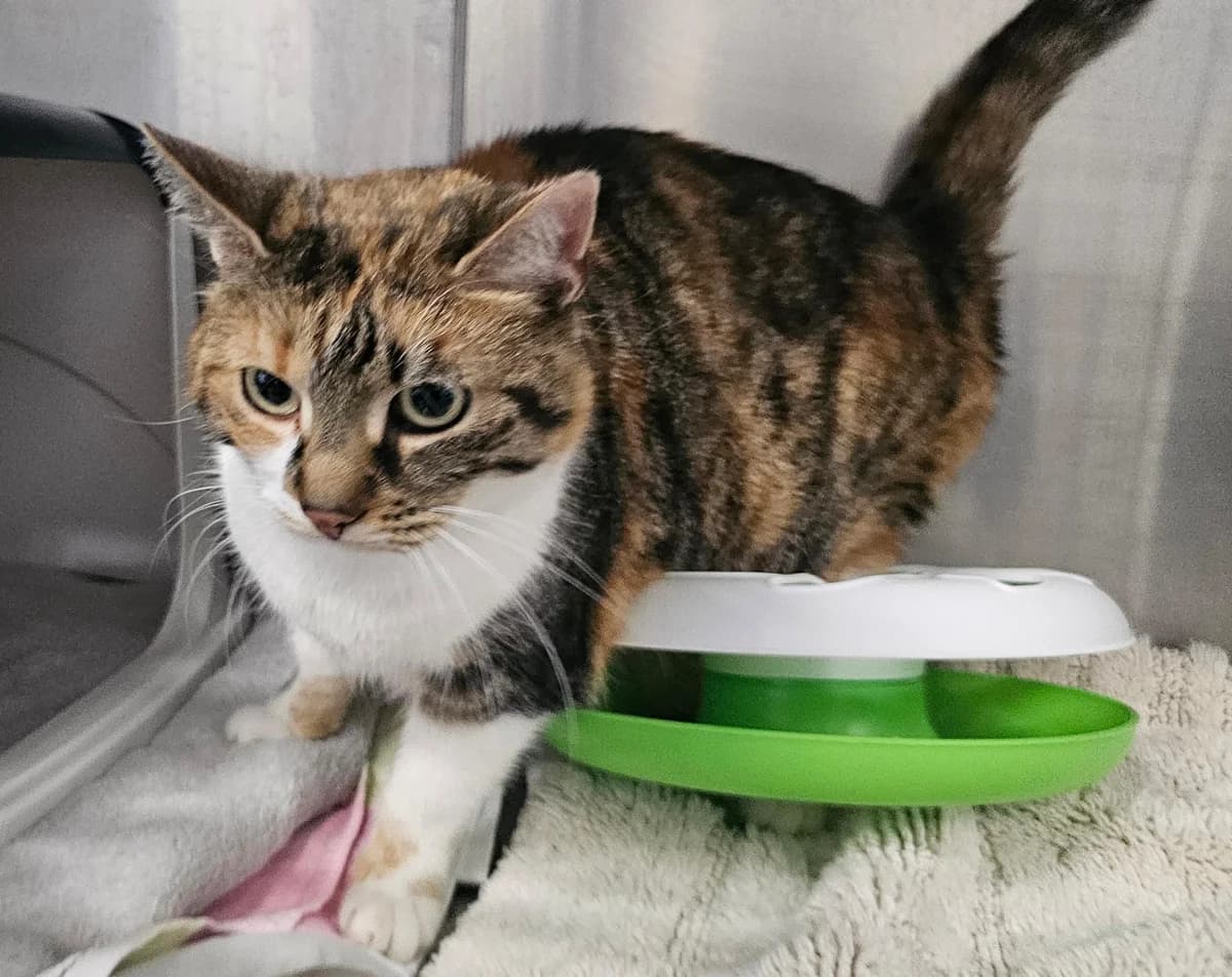 Nala, female 6yo mixed breed for adoption at Tierheim Linz, Linz