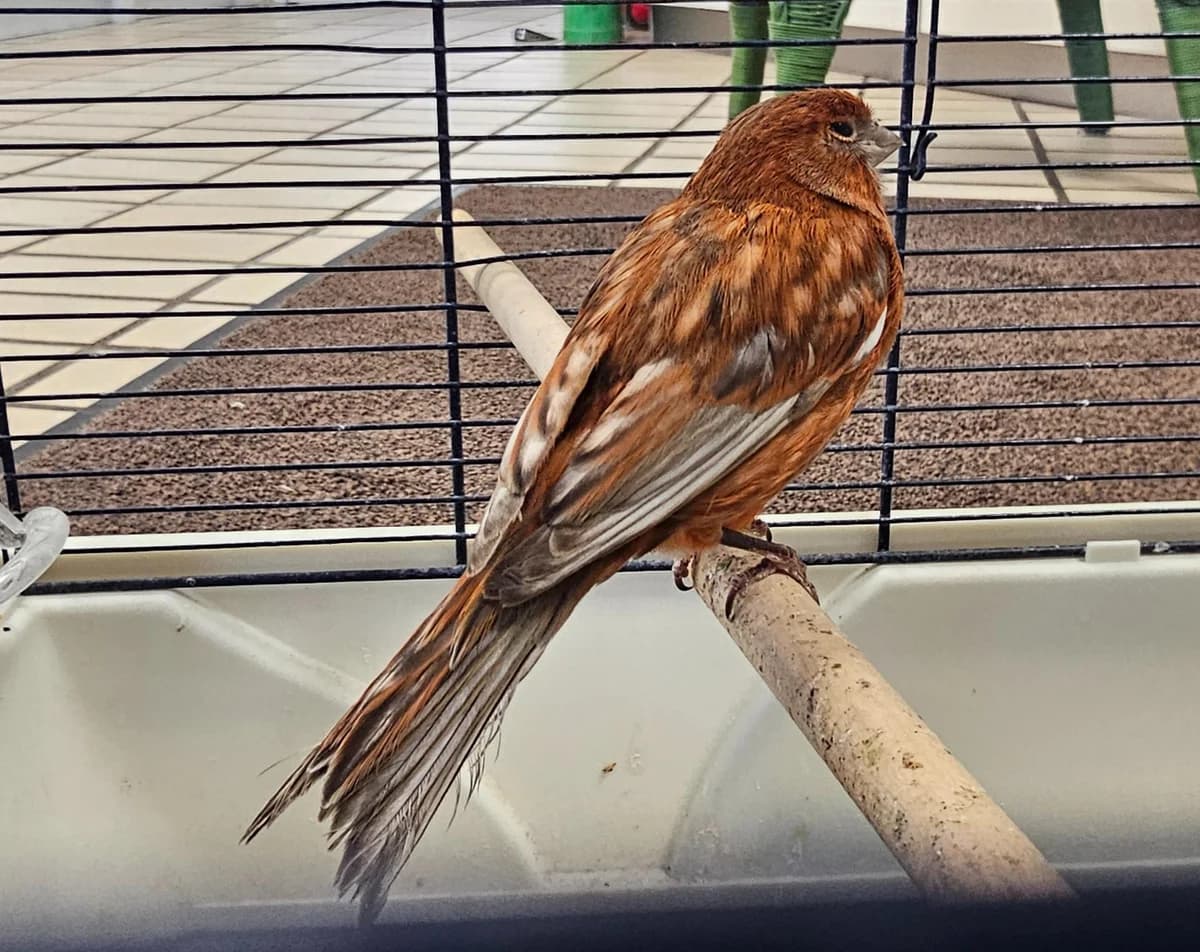 Chantal, female mixed breed for adoption at Tierheim Linz, Linz